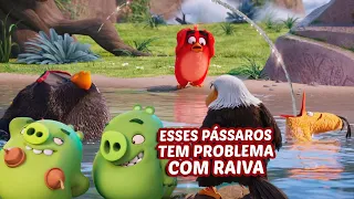 QUEM DISSE QUE PÁSSAROS NÃO VOAM?