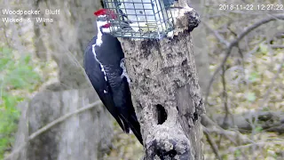 Male and female Pileated woodpeckers