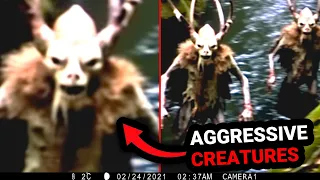 Revealing the Most Alarming Trail Camera Footage Ever Recorded