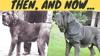 How SHOW BREEDING changed dog breeds in 100 years?