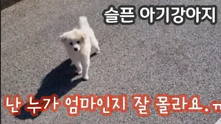 내 앞에 버리고 간 새끼 강아지. 어쩌면 좋아요?