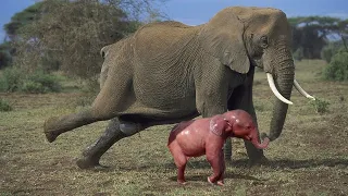 Слон Рожает Слонёнка  |  Удивительная сцена природы