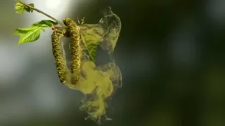 Маленький дикий мир HD Короткометражный мультик про насекомых