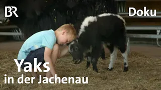 Yaks in der Jachenau: Rinder - wollige Schale, weicher Kern | Zwischen Spessart und Karwendel |  BR