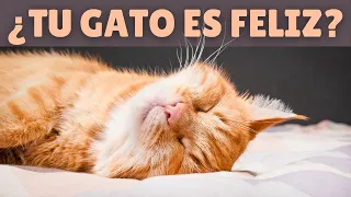 EN QUÉ DEBES FIJARTE para saber si tu gato ES FELIZ 😸