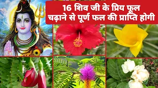 16 शिव जी के प्रिय फूल / Lord Shiva Offering Flowers / Shiv ji ke Priya Phool /Best Offering Flowers