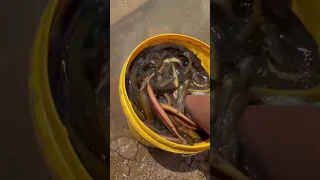 Catching Seafood 🦀🐙Fishing Deep Sea Octopus ( Catch Crab, Catch Fish, Catch Eel) 27