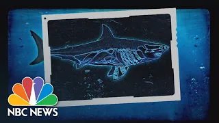 All About Sharks: We Take You To Shark Camp | Nightly News: Kids Edition