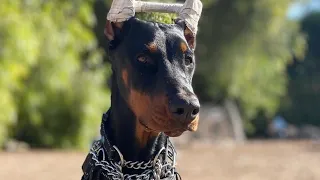 6 month old Doberman SCARED of everything. (Puppy Development)