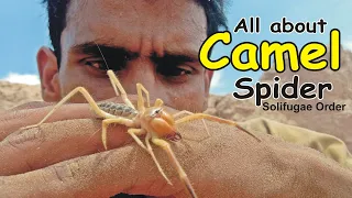 Camel Spider|Solifugae| A-z information