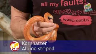 Reptil.TV - Folge 38 - Kornnattern Basics - Teil 1 - Haltung