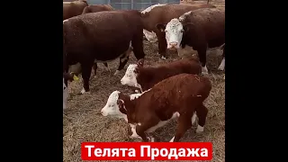 Продажа Оптом телят на экспорт из России 🇷🇺порода Герефорд. Чистокровные.🇷🇺💪