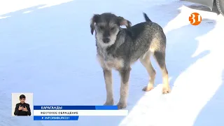 В Караганды убивают собак на глазах у прохожих