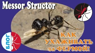 Муравьиная ферма. Как ухаживать за муравьями. Messor structor