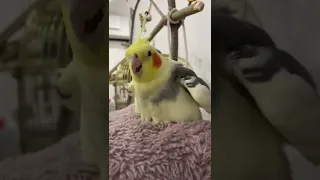 попугай танцует