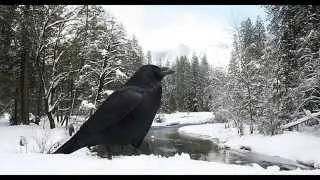 the Crow  HD 12 stones open your eyes (song lyrics)