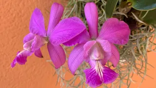 Обзор орхидей в феврале.