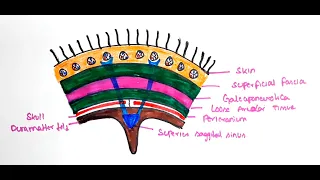 Scalp Extent and Structure