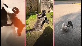 Cat Fight Compilation Video | Top  Epic Cat fights of all times