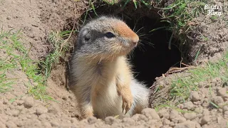 Cat and Dog TV: The Cutest Baby Ground Squirrels and More - 6 Hours