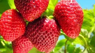 Cómo Cultivar Fresas en Colombia - TvAgro por Juan Gonzalo Angel