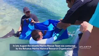 Spotted Dolphin Rescue, Rehab, and Release