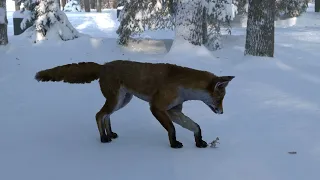 Red Fox Swallows Mouse Person - 4k Vore Animation v1