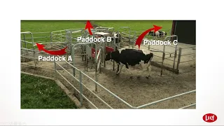 Pasture Management in Automatic Milking Systems (AMS)