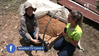 POR EL CAMPO: Agrocibol, túnel de multiplicación para el plátano