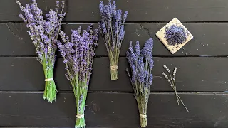 All About Lavender // identifying different varieties, harvesting bundles and removing the buds