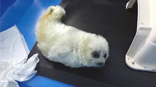 Rehabilitating A Baby Ringed Seal
