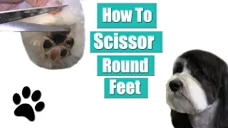 How To Clip & Scissor Round Feet | Havanese Grooming Tips !