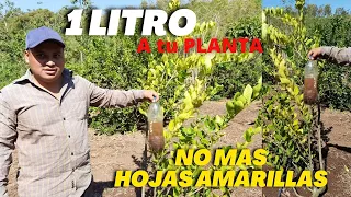 1 Litro a tu Limonero y dejara de tener hojas amarillas - Clorosis en cítricos - Falta de Hierro