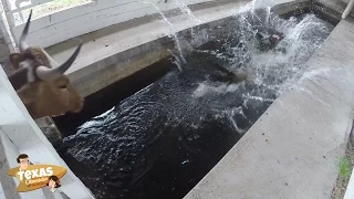 Texas Chronicles : Have you ever seen a cow take a bath?