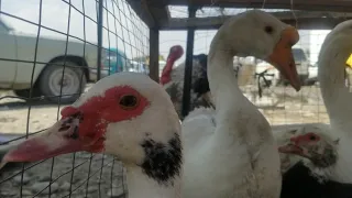 Ducks for sale in market