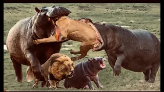 The hippopotamus eats the lion is the strongest animal in the world