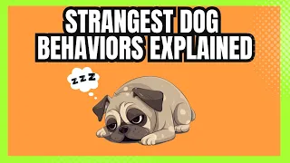 The Top 13 Most Odd Dog Behaviors Explained and What They Actually Mean | Their True Meaning