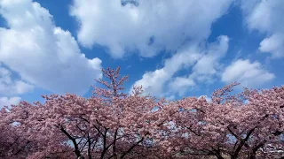 乙川土手の葵桜 2024年3月4日  愛知県岡崎市、葵桜(河津桜)