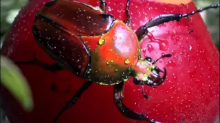 Life is Colourful | BBC Earth