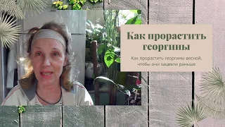 Георгины Dahlia, как поделить клубни весной, прорастить их дома и добиться  цветения на месяц раньше