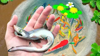 Amazing Catch Strange Fish In Tiny Pond, Ornamental Fish, Butterfly Fish, Snapper, Guppies, Crayfish