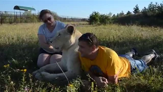 Львица Клеопатра РАЗОГНАЛА ВСЕХ ЛЬВИЦ !"