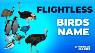 Learn Flightless Birds Name | Birds that can't fly | Kids educational videos | @toddlerclasses