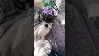 One Eyed Shih Tzu Likes Her Comfort!