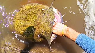 CATFISH of a LIFETIME!!! (on a LURE)