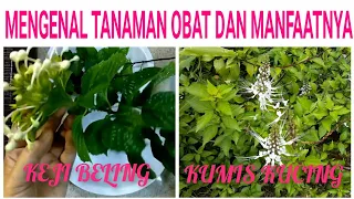 MENGENAL TANAMAN KUMIS KUCING DAN KEJI BELING (MENGENAL TANAMAN HERBAL DAN MANFAATNYA PART 4)