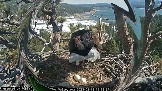 Trust the eagles FOBBV CAM Big Bear Bald Eagle Live Nest - Cam 1 / Wide View - Cam 2