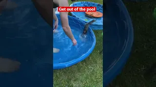 When your Dwarf Caiman is a punk - kids and pools