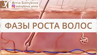 Фазы роста волос