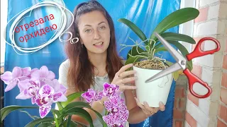 Как из ОДНОЙ орхидеи МОЖНО ПОЛУЧИТЬ ДВЕ  Омоложение орхидеи